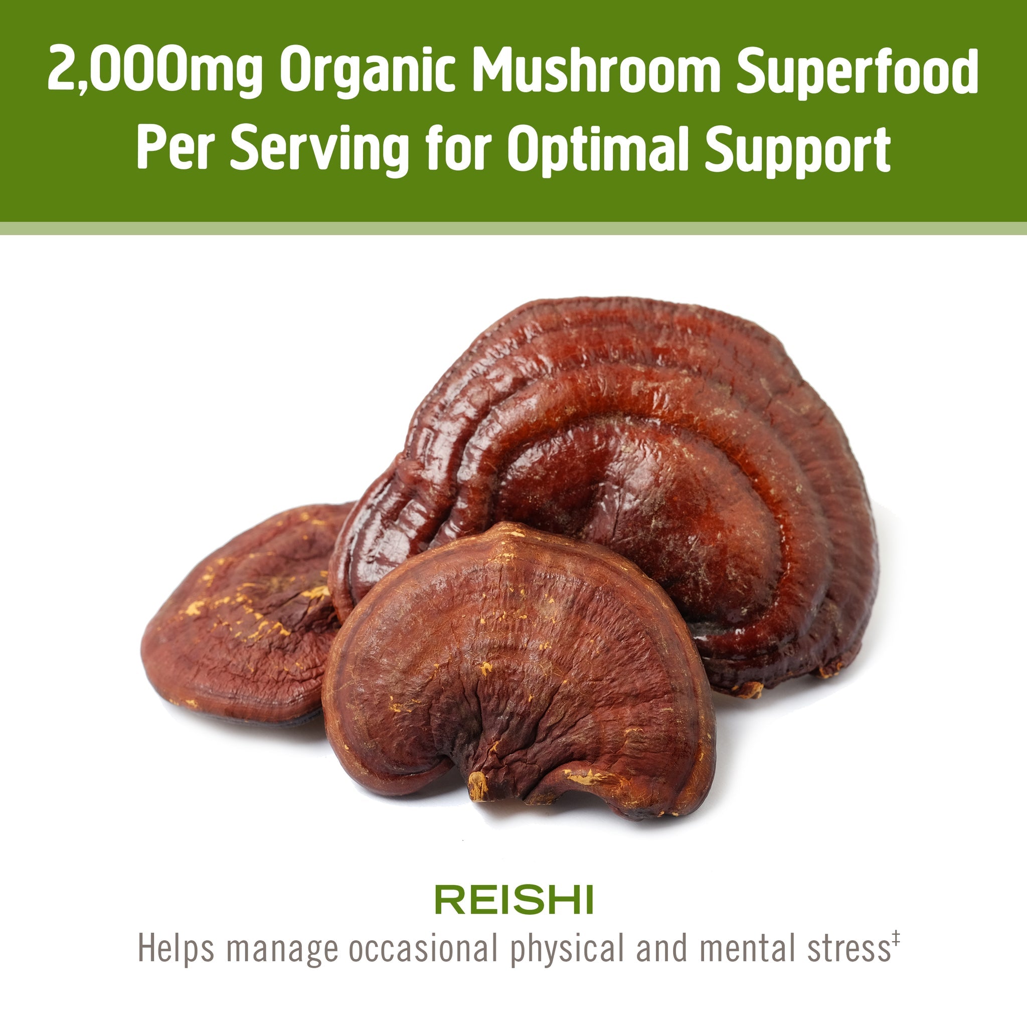OM Reishi Mushroom Powder-N101 Nutrition