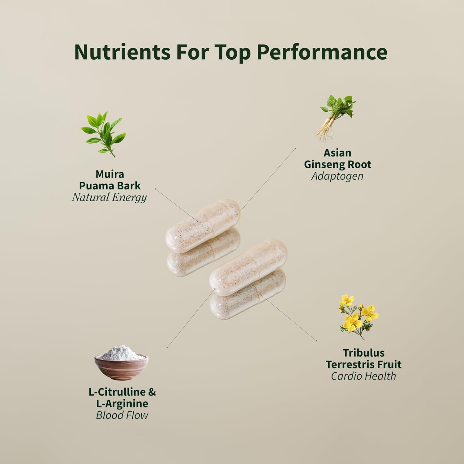 SNAP Nitric Oxide Booster-N101 Nutrition