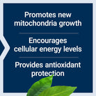 Life Extension PQQ 10 mg-N101 Nutrition