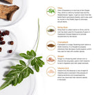 LifeSeasons PreMense-T ( EXP 09/2025 - FINAL SALE / NO RETURNS)-N101 Nutrition